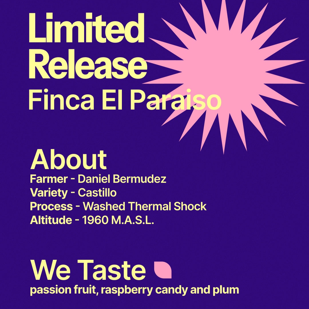 Daniel Bermudez - Finca El Paraiso Red Plum - Castillo