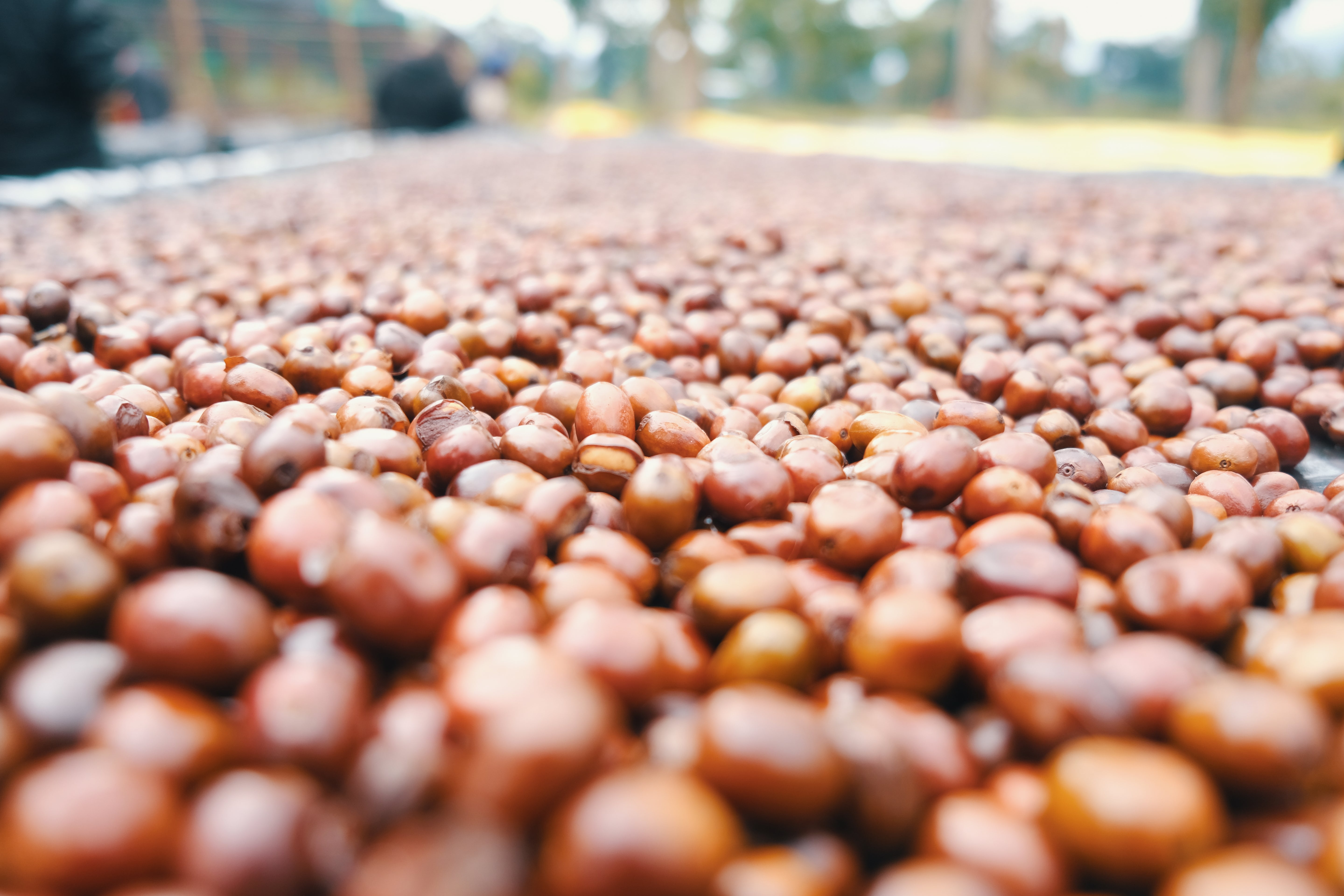 Solomon Hameso Boku Sidama Ethiopia