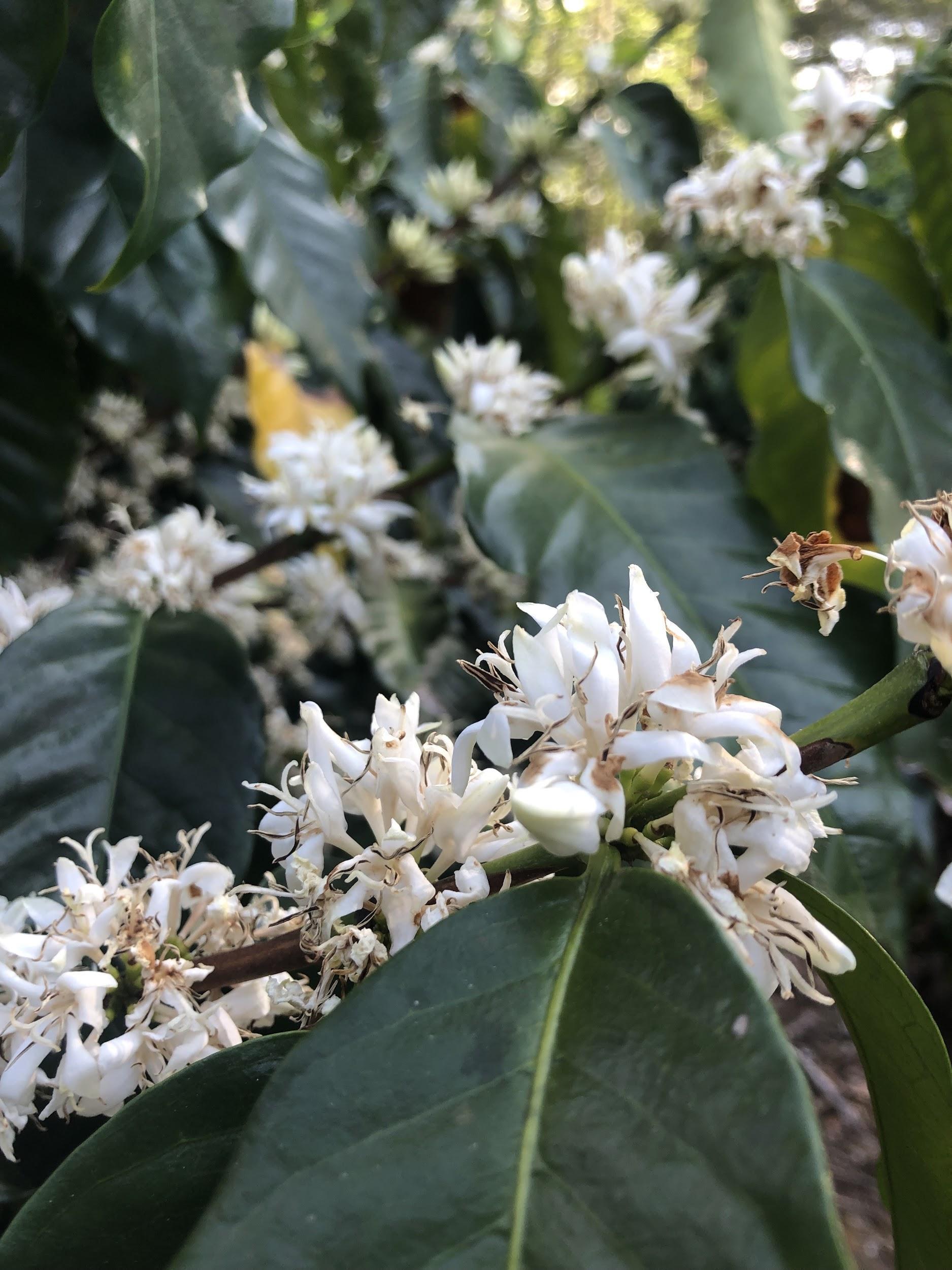 Photo Courtesy of Hacea Coffee Source