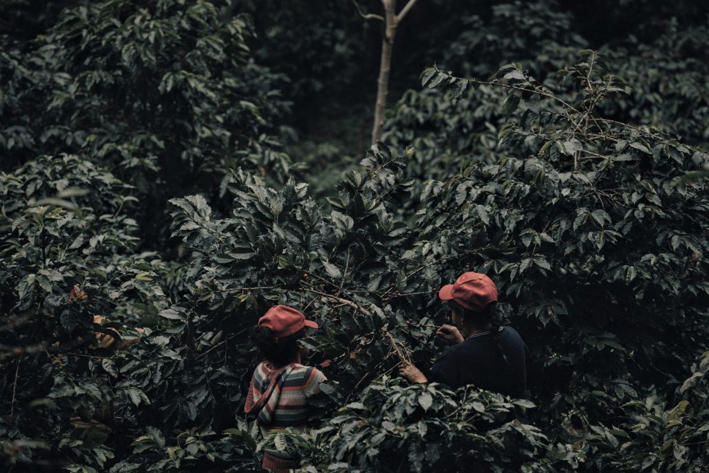 Holiday Limited Release Givette Pérez Orea Washed