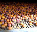 Daniel Bermudez - Finca El Paraiso Red Plum - Castillo