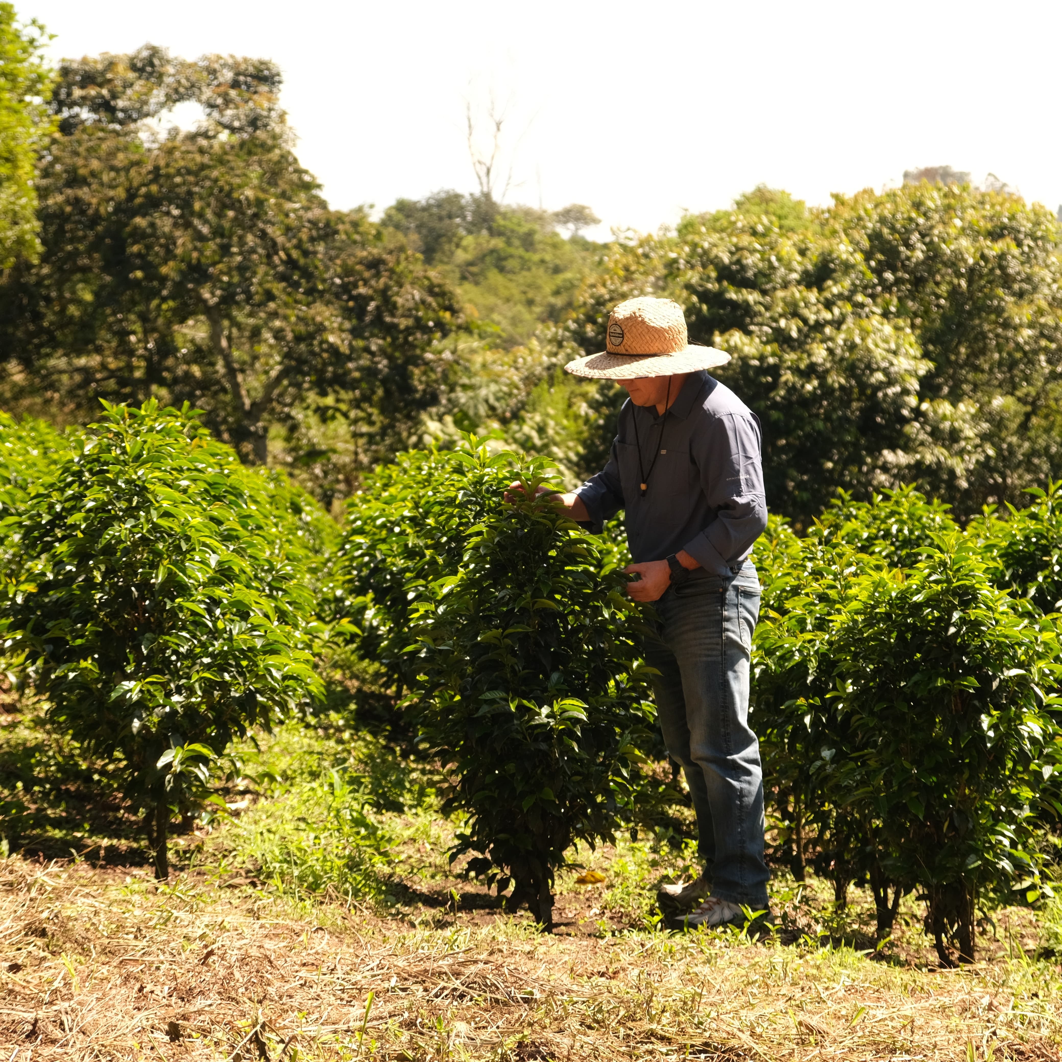 Daniel Bermudez - Finca El Paraiso Red Plum - Castillo