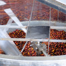 Daniel Bermudez - Finca El Paraiso Red Plum - Castillo